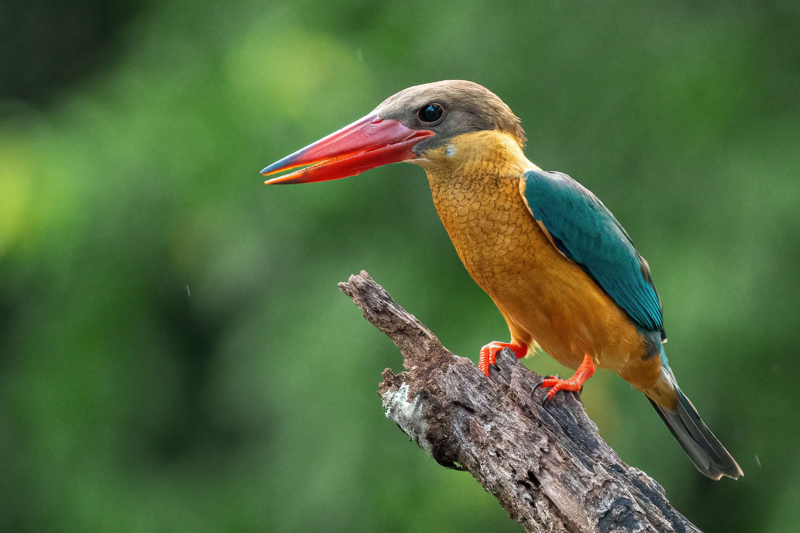 A kingfisher bird with a long orange beak, predominantly yellow feathers on its body and emerald green feathers on its wings